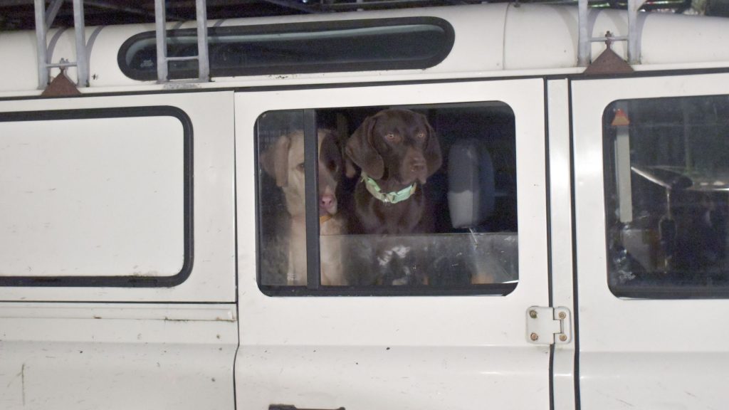 A Guide For Overlanding With Dogs